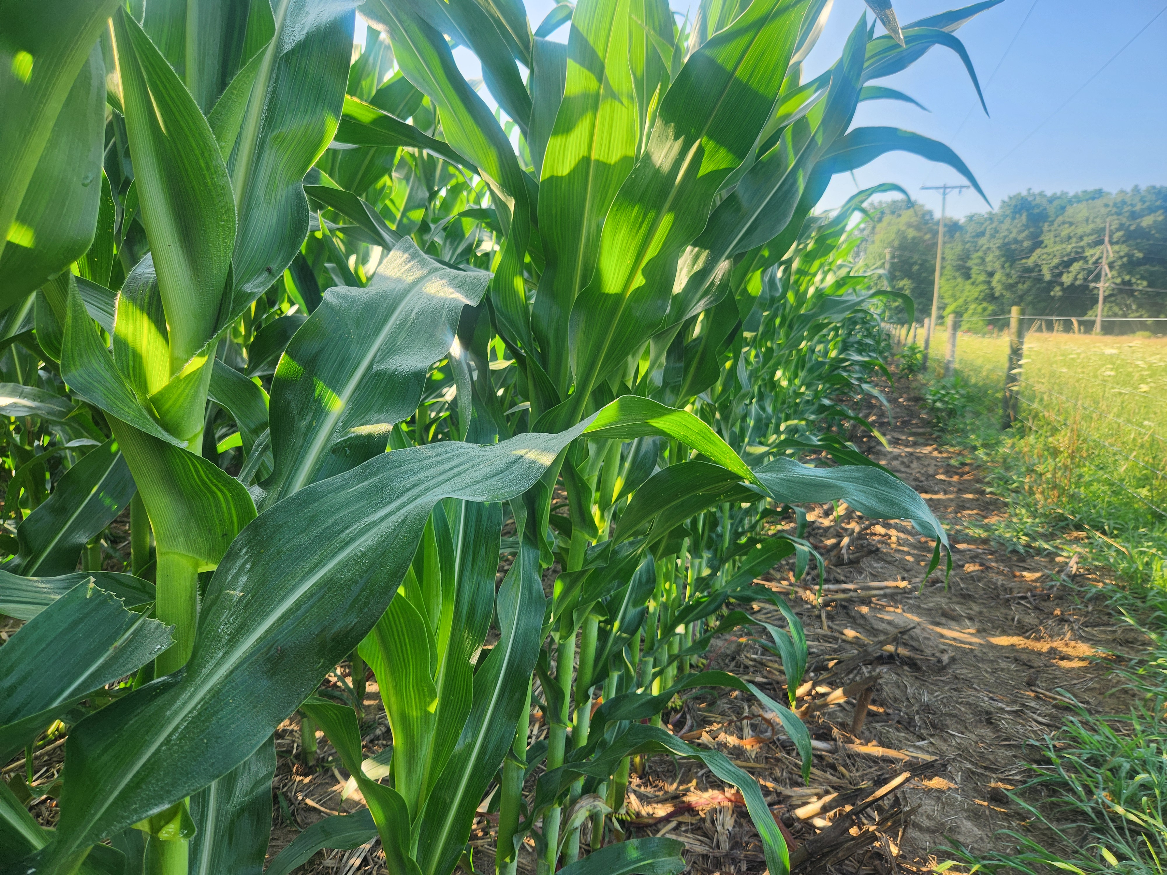 Dr. Bruno Basso on How Michigan’s Cornfields Are Quietly Raising the Heat