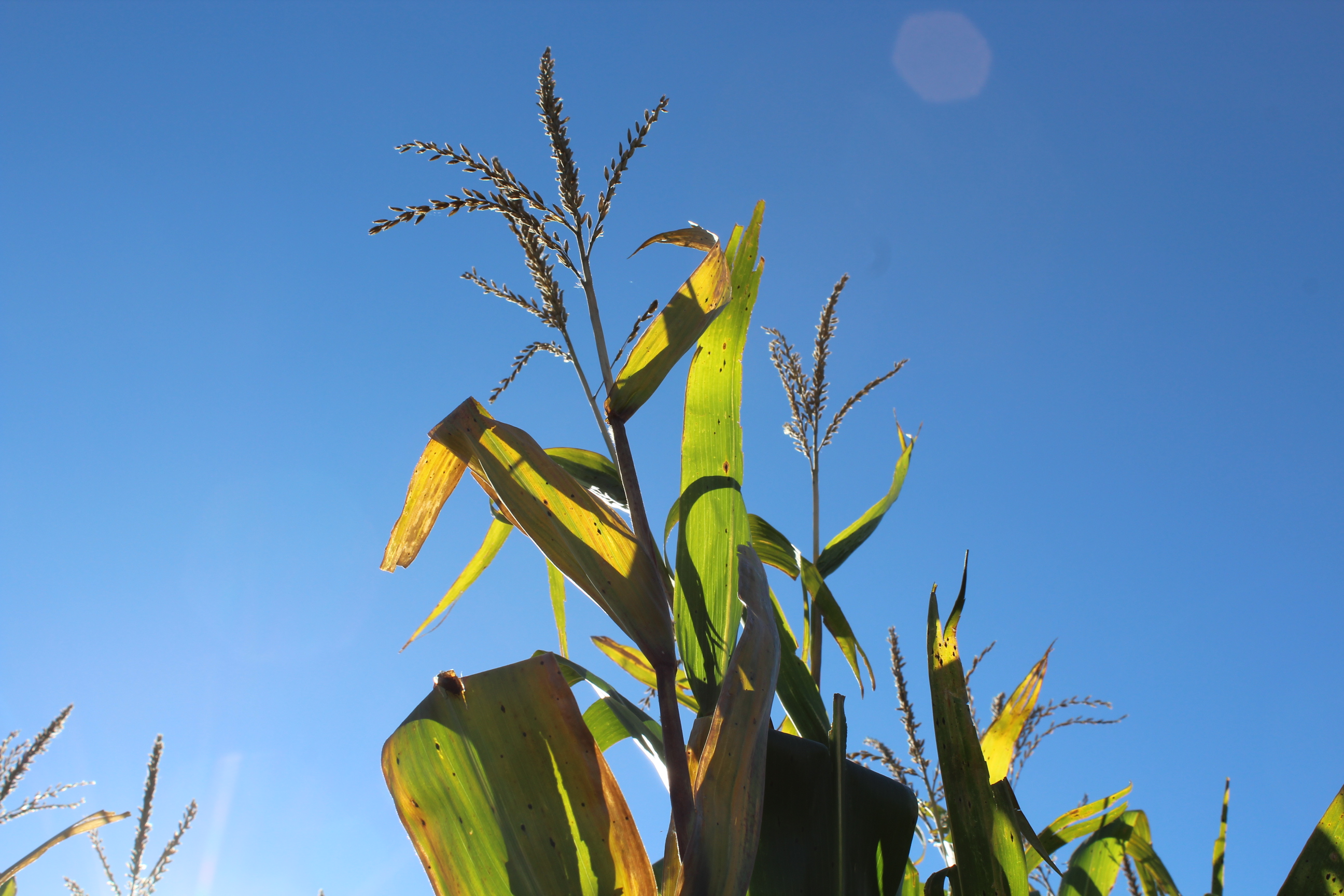 Dr. Bruno Basso's roadmap for smarter farming