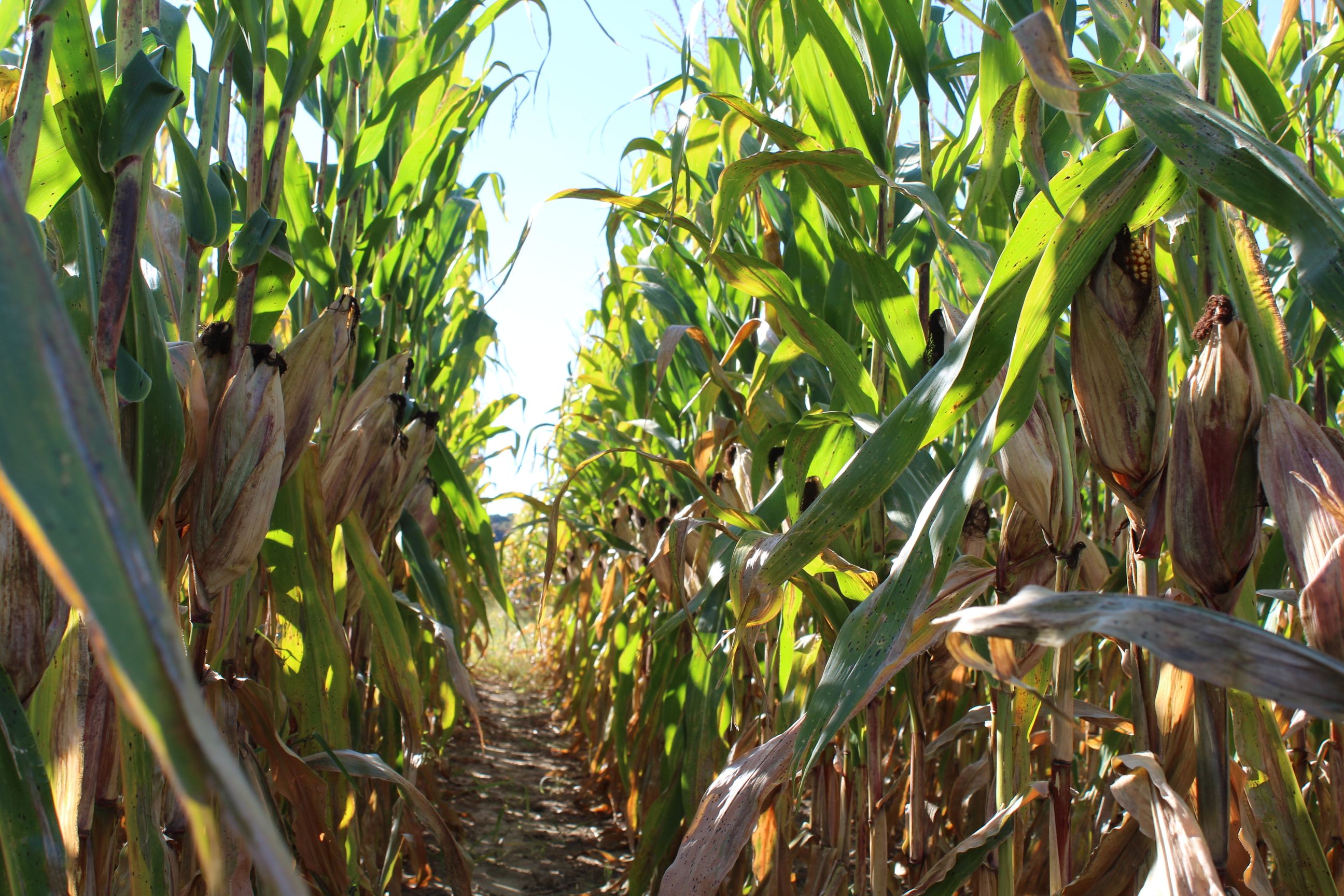 Advancing sustainable agriculture at MSU through real-world solutions.