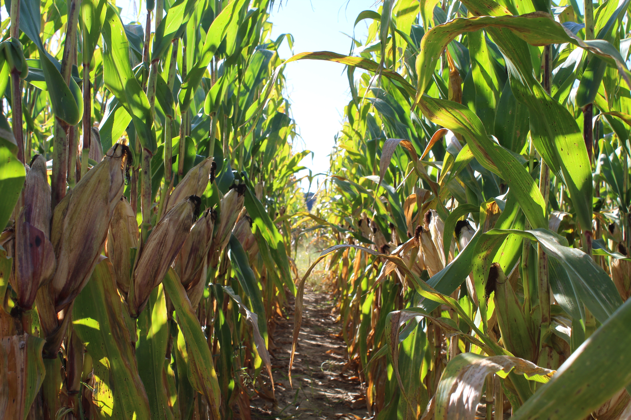 Upcoming Digital Agriculture Toolbox Training Program