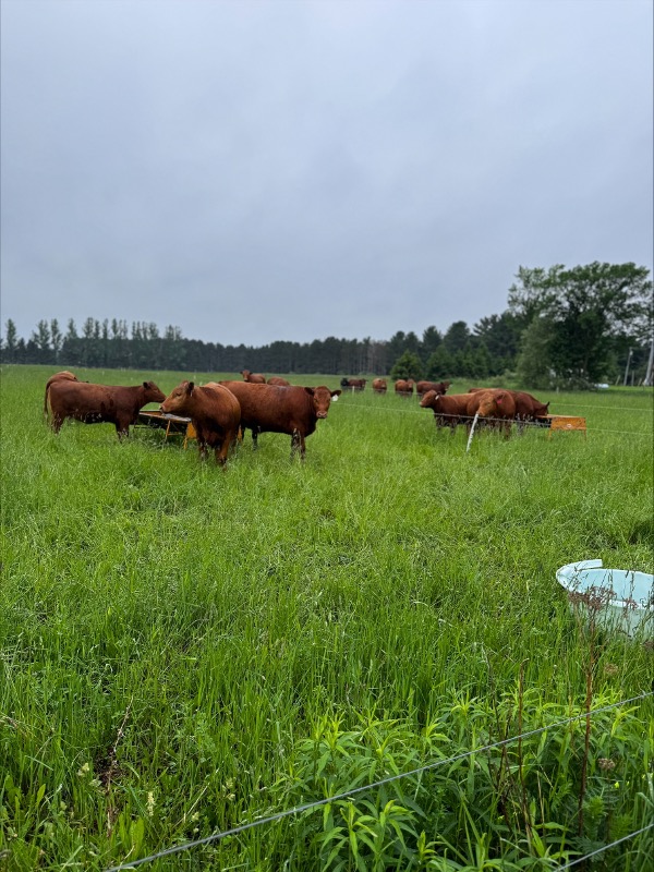 ‘It isn’t the cow. It’s the how.'