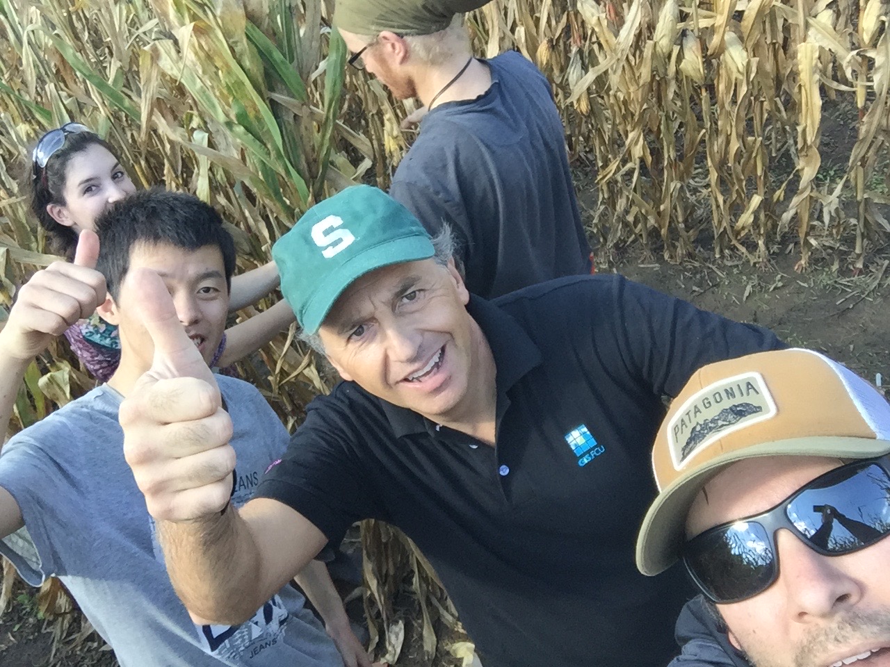 Lab members harvesting small research plots of corn by hand