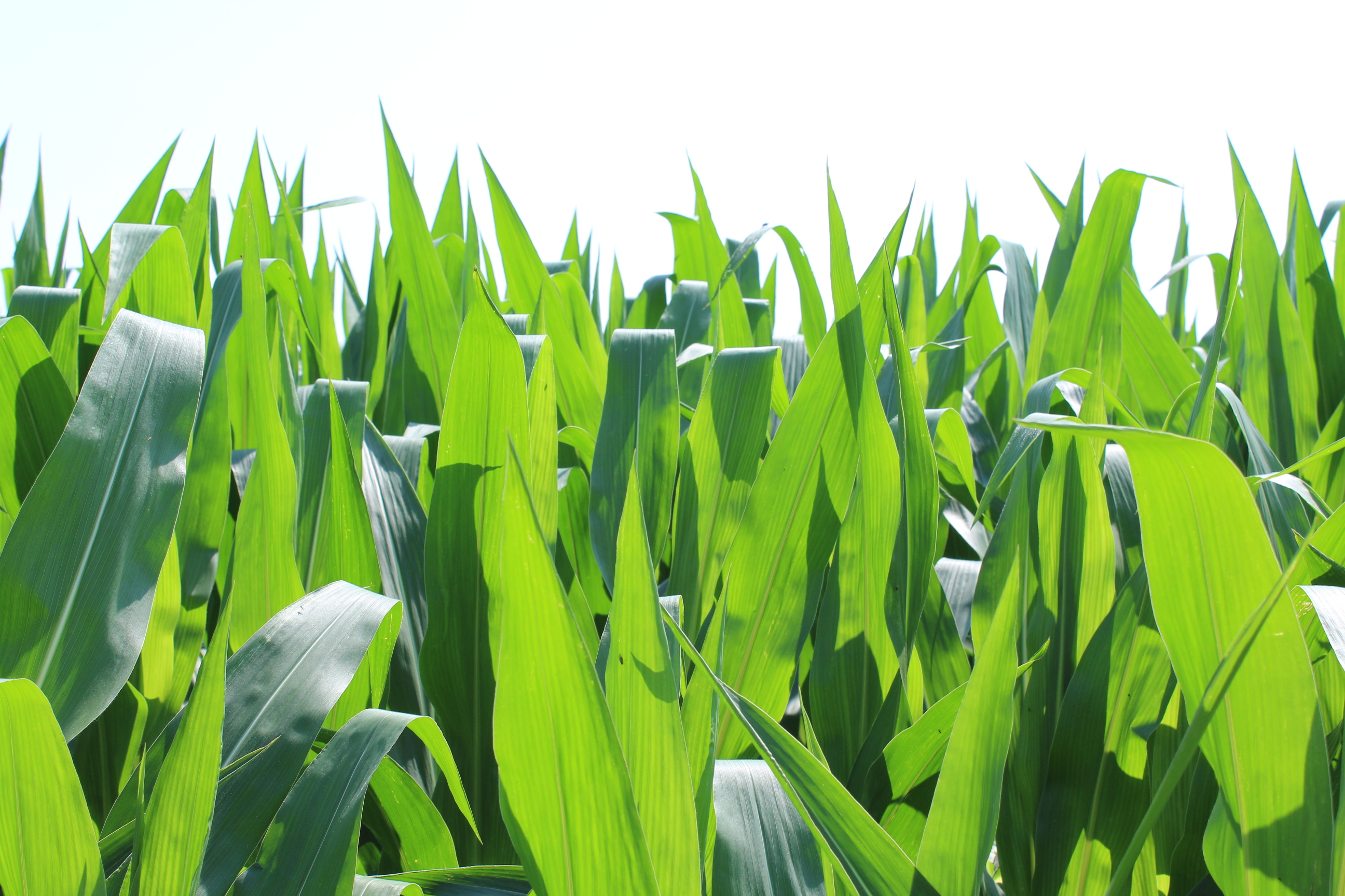 Basso Leads the Charge for Regenerative Agriculture to Save the Great Lakes